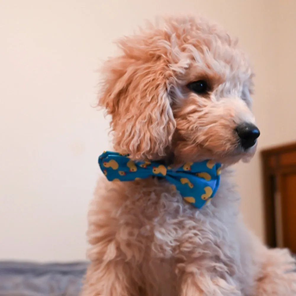 lucky ducky dog bow tie